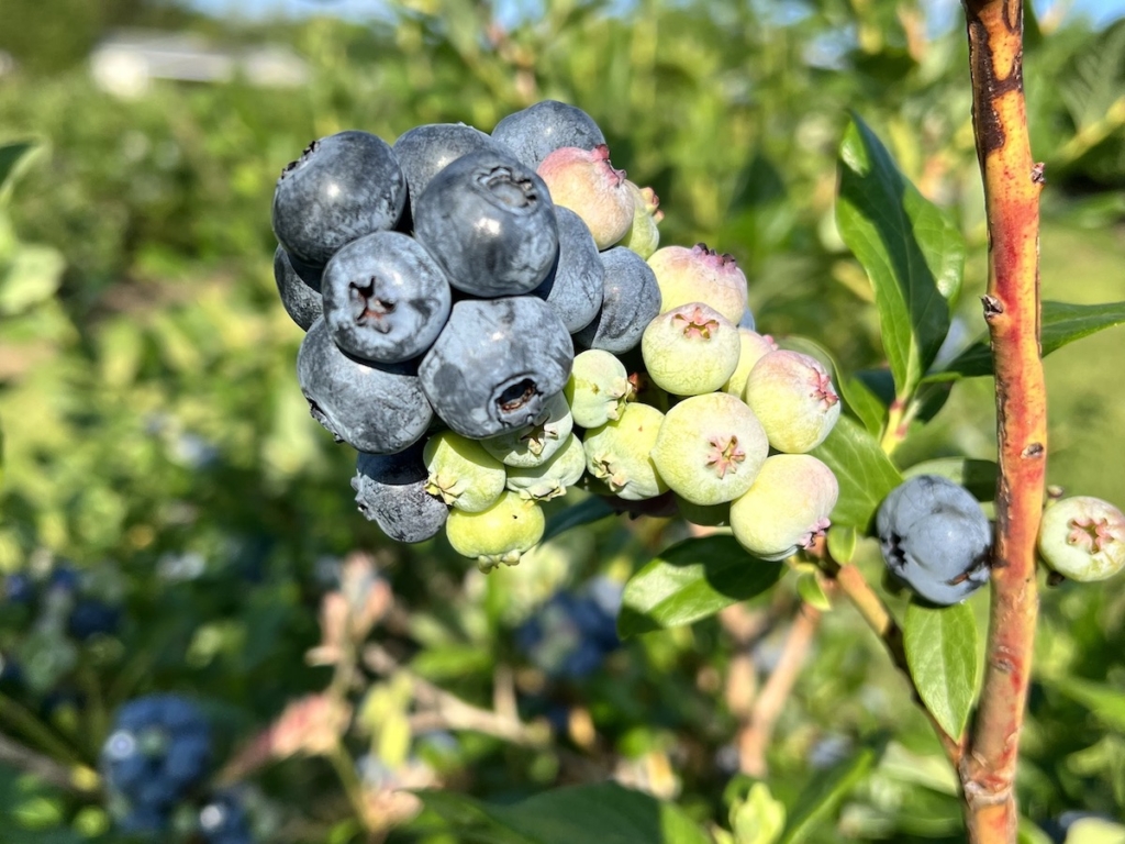 Abundance of Blueberries