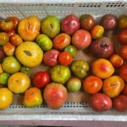 Basket of Tomatoes