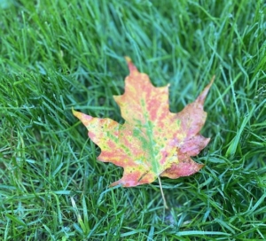 Autumn maple leaf helps identify maple trees - make your own maple syrup