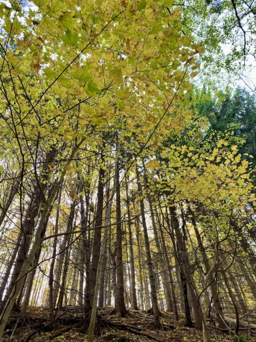 Trees in the Mohawk Valley