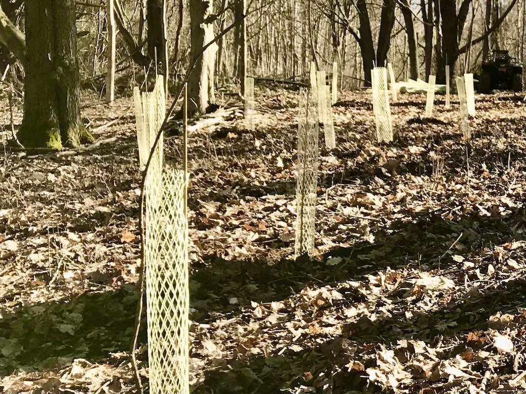 Planting Trees in the Mohawk Valley