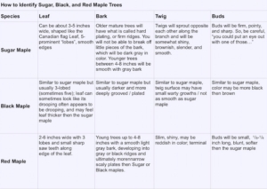 How to identify maple trees to make your own maple syrup