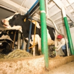 Milking Cow Dairy Technology Tuesdays