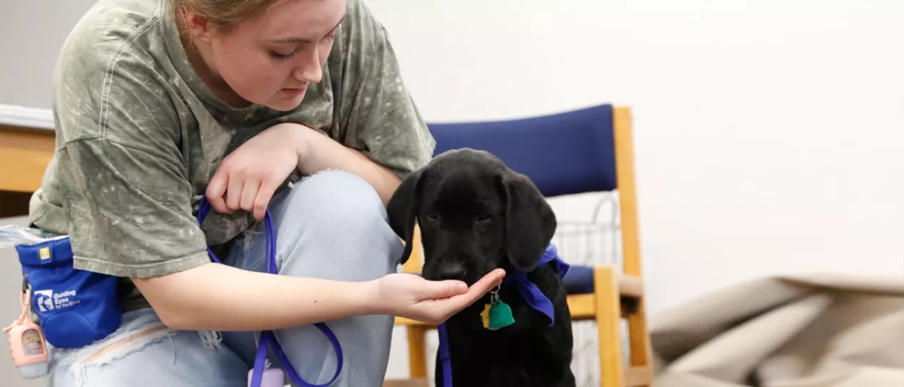 Guiding Eyes for the Blind puppy