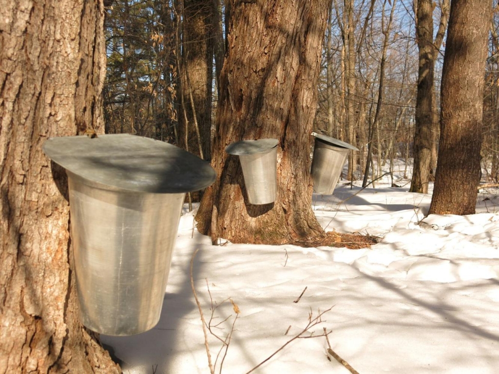 RETURN TO SUGAR BUSH! SUGARING OFF! At Herkimer Home State Historic Site
