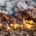Temporary Burn Ban Oct 2025 Wildfire Safety