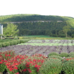 Schohare Valley Farms banner