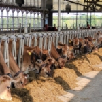 Westmeadow Farms Cows
