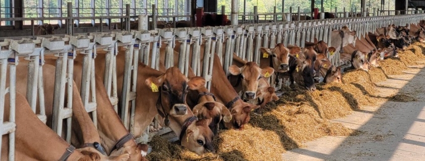 Westmeadow Farms Cows