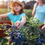 Out of the blue berry Farm