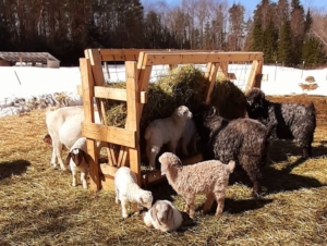 Mounts Creek Farm Goats
