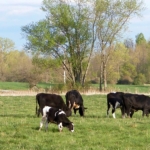 Crum Creek Meats