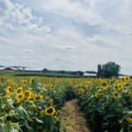 Perry’s Sunflower Maze