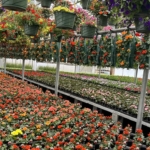 Juliano’s Farm
