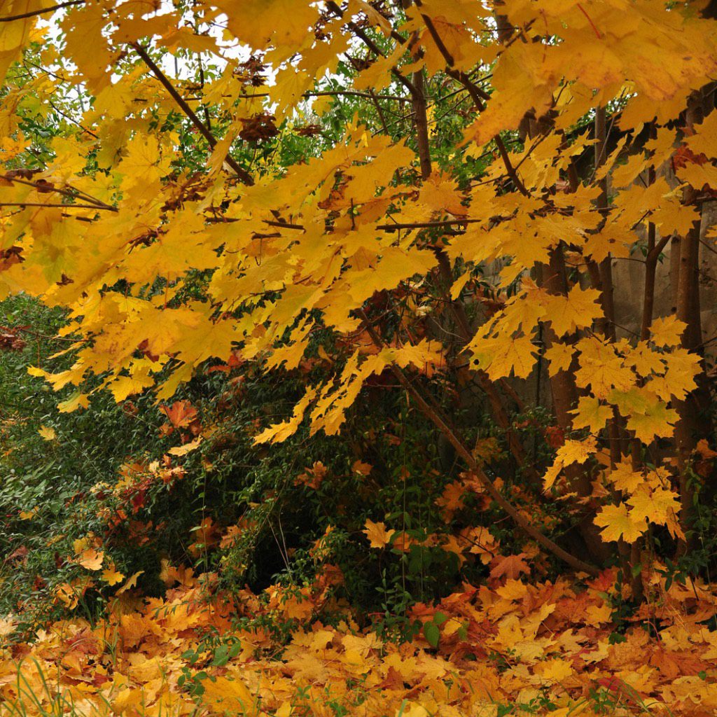 Square image for MVT and MVM