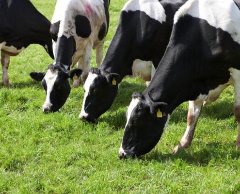 Cows grazing