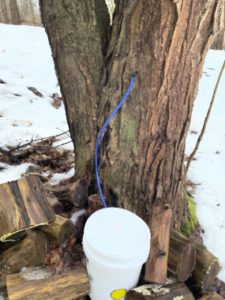 Collecting and Storing Maple Sap, Photo by Mohawk Valley Today