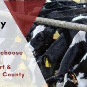 2024 Central NY Dairy Day, image by CCE-Herkimer