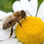 Bees as pollinators