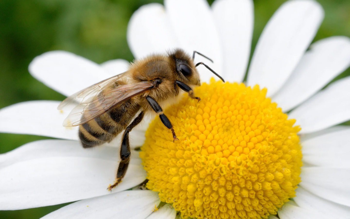 Bees as pollinators