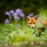 Red Fox sighting