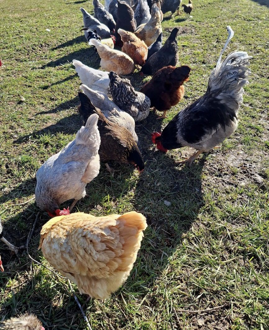 Chickens at Tylutki Family Farms. Photo courtesy of Tylutki Family Farms.