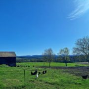 View of Tylutki Family Farms. Photo courtesy of Tylutki Family Farms.