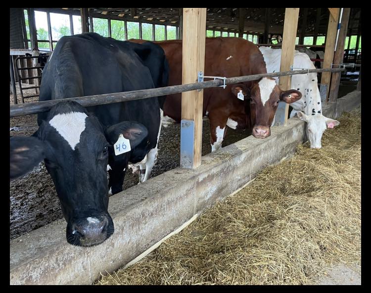 Appleridge Farm, Fonda, NY, Image provided by Appleridge Farm