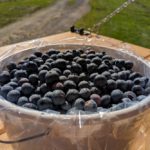Bellinger’s Orchard, image by Bellinger’s Orchard