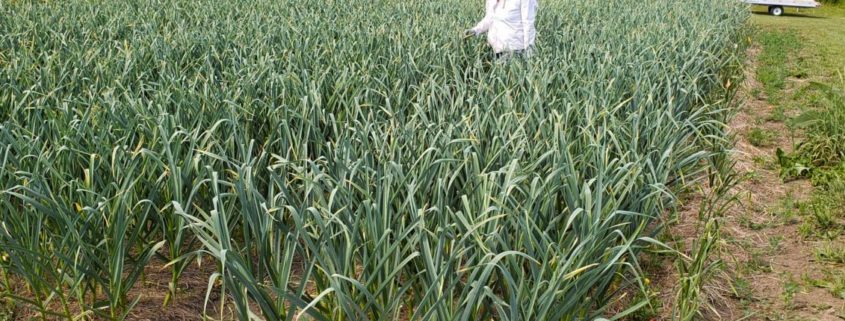 Free Flow Farm, image by Free Flow Farm