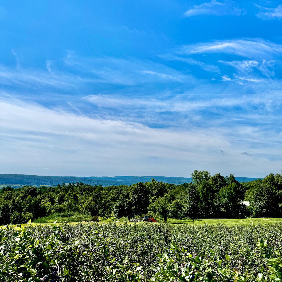 Herkimer Blueberries, 1080 Steuben Hill Road in Herkimer.