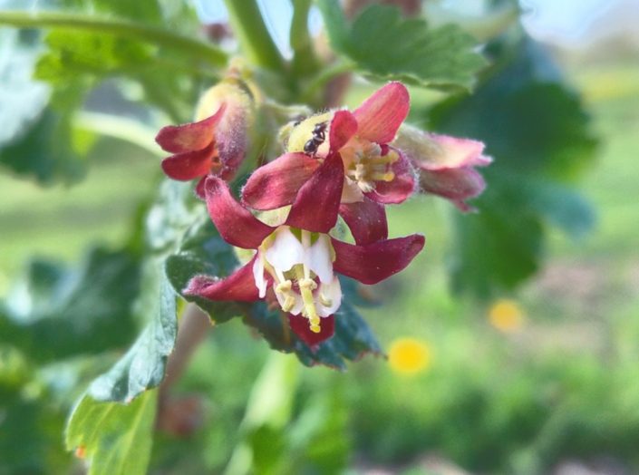 CCE Oneida County Master Gardener Workshop