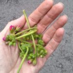 Brick House Acres Buds and Roots
