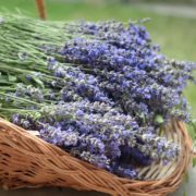 U-Pick Lavender Days