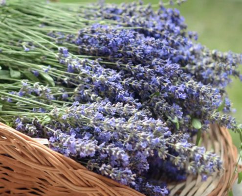 U-Pick Lavender Days