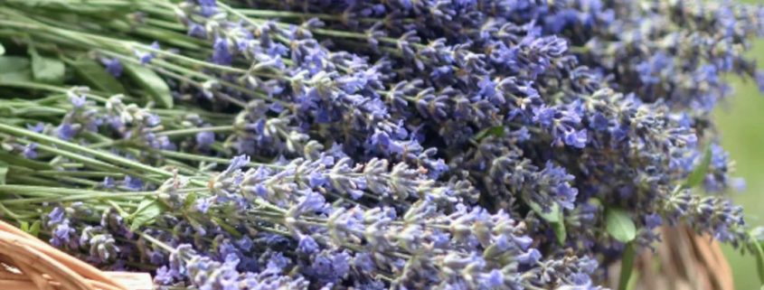 U-Pick Lavender Days