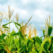 Corn and Soybean Seed Treatment Field Day at SUNY Cobleskill