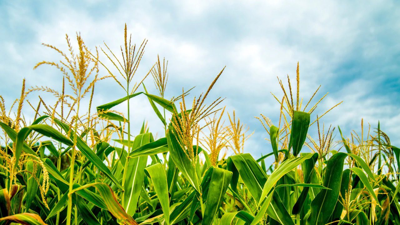 Corn and Soybean Seed Treatment Field Day at SUNY Cobleskill
