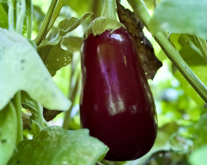Eggplant