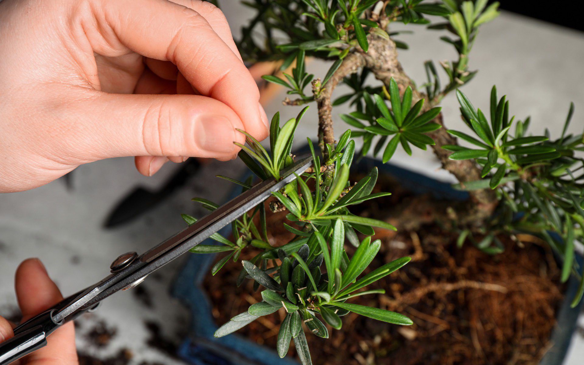 Oneida County Master Gardeners Bonsai Presentation