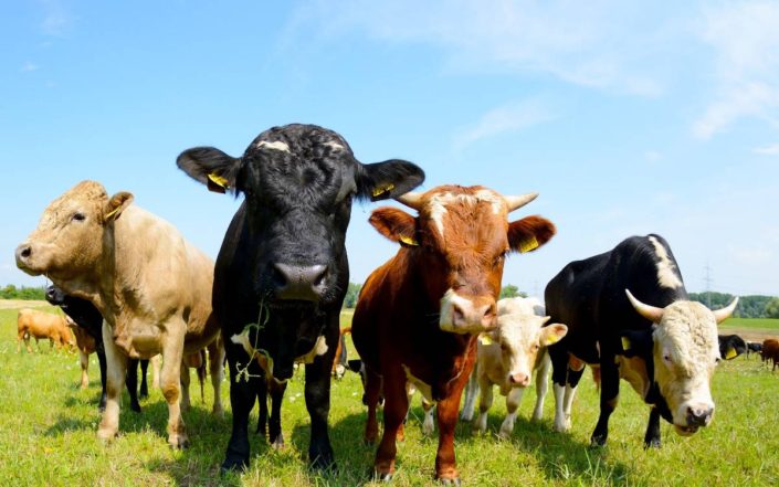 Pasture Walk