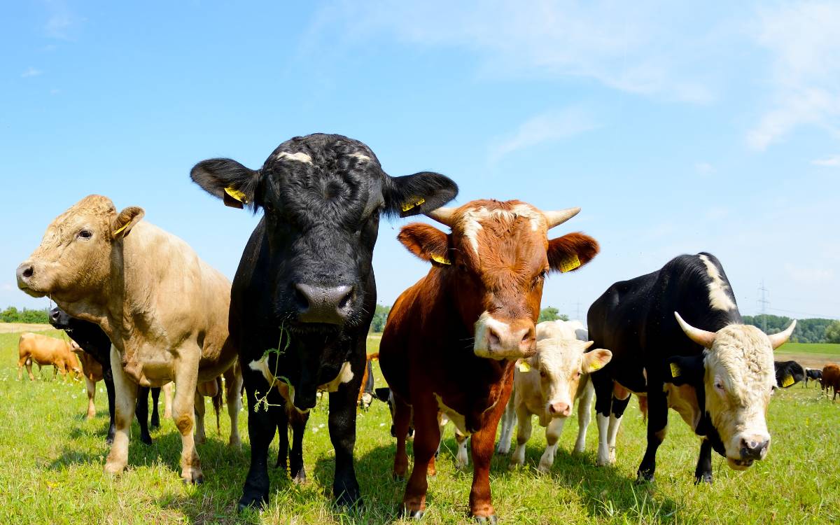 Pasture Walk Planned in Remsen – All Beef Producers Welcomed
