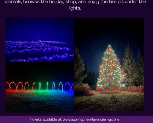 Springcreek Lavender and Lights 2025