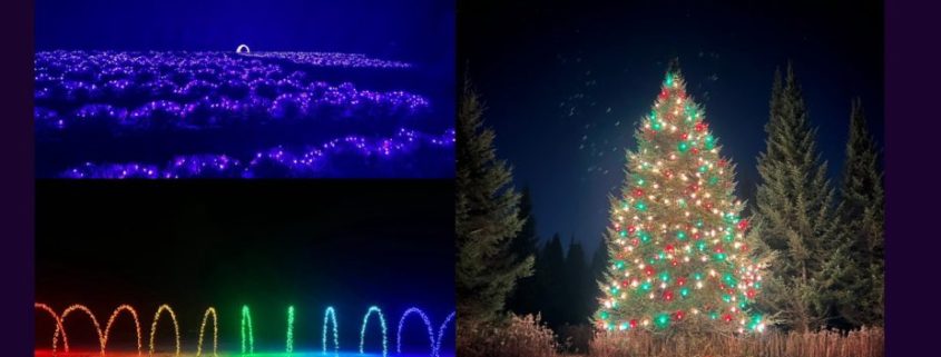 Springcreek Lavender and Lights 2025