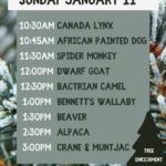 Utica Zoo Christmas Tree Repurposing Event