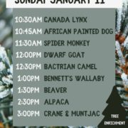 Utica Zoo Christmas Tree Repurposing