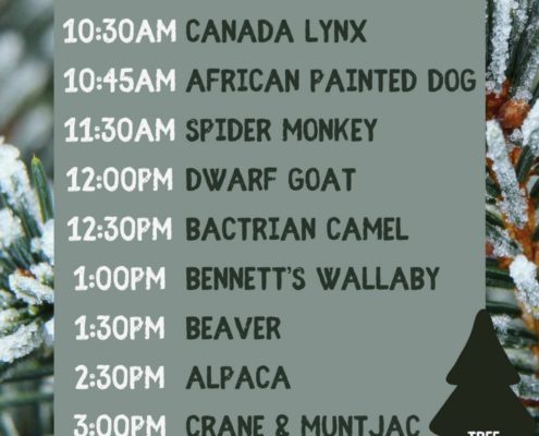 Utica Zoo Christmas Tree Repurposing