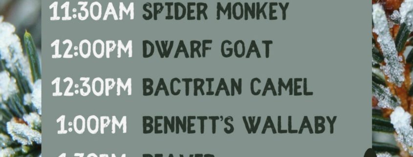 Utica Zoo Christmas Tree Repurposing