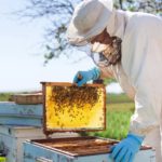 SUNY IRV Beekeeping Courses