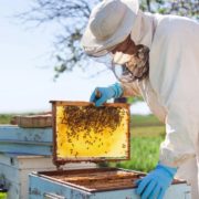 SUNY IRV Beekeeping Courses